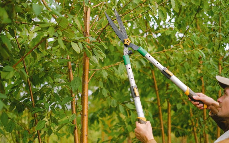 Tree trimming in Harpersville, AL