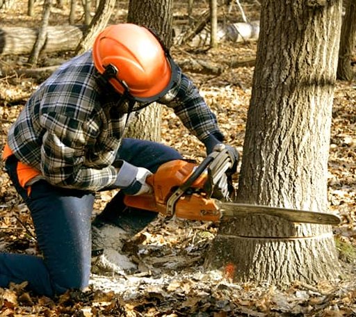 Tree Removal in Harpersville, AL
